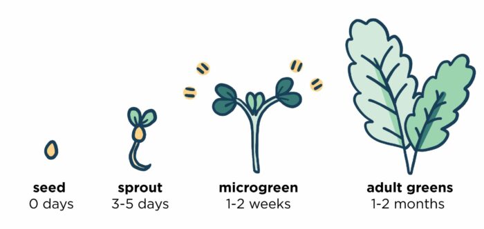 faqs-greenarium-toronto-microgreens-farm